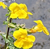 Mimulus Bach Flower Remedy