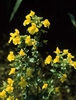 Mimulus Bach Flower Remedy 3