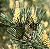 Pine Bach Flower Remedy 4
