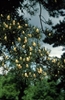 Pine Bach Flower Remedy 3