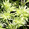 Scleranthus Bach Flower Remedy 2