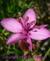 Picture of Alpine Willowherb 15ml Lightbringer Essence