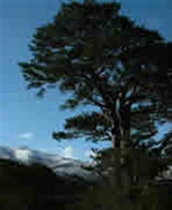 Picture of Grandfather Pine 15ml LightBringer Essence