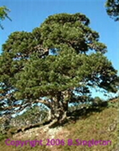 Picture of Grandmother Pine 15ml LightBringer Essence