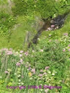 Picture of Le Jardin Des Alpes 15ml LightBringer Essence