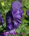 Picture of Monkshood 15ml LightBringer Essence