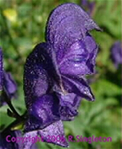 Picture of Monkshood 15ml LightBringer Essence