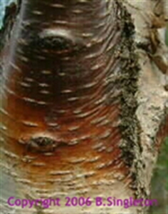 Picture of Silver Birch 15ml LightBringer Essence