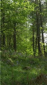 Picture of Spring Greens 15ml LightBringer Essence