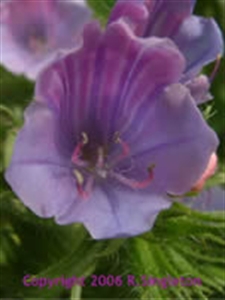 Picture of Vipers Bugloss 15ml LightBringer Essence