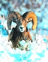 Picture of Bighorn Sheep - Wild Earth Animal Essence