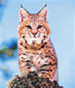 Picture of Bobcat - Wild Earth Animal Essence