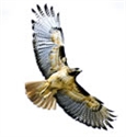 Picture of Hawk - Wild Earth Animal Essence