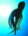 Picture of Octopus - Wild Earth Animal Essence