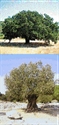 Picture of Greek Tree Essences - Box 1
