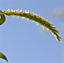 Picture of Willow Bach Flower Remedy
