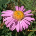 Picture of Alpine Aster 15ml Lightbringer Essence