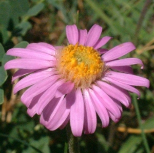Picture of Alpine Aster 15ml Lightbringer Essence